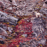 Entry image for King of the Hill