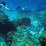 Entry image for Swimming with the Fish