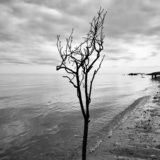 Entry image for Survivor