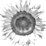 Entry image for EMERGENCE