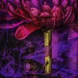 Entry image for The Alchemist's Garden