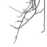 Entry image for Nakano Apple Tree