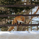 Entry image for Ezo Fox, Hokkaido, Japan