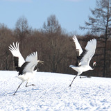 Entry image for Red-crowned Cranes, Duet