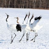 Entry image for Red-crowned Cranes, Quintet