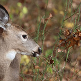 Entry image for White-tailed Deer