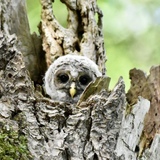 Entry image for Baby Barred