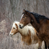 Entry image for Whispers in the Grass