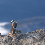 Entry image for Eagle Mountain