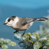 Entry image for King of Mt. Bond