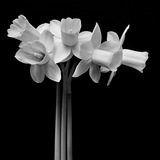 Entry image for Genus Narcissus
