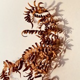 Entry image for Portrait of an Aging Fern