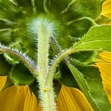 Entry image for Abstracted