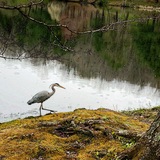 Entry image for The Mayor