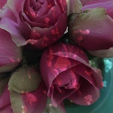 Entry image for Roses on a Turquoise Plate