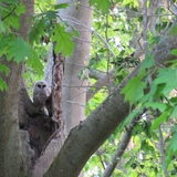 Entry image for An owl in the wild through the lens of a 10 year old