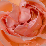 Entry image for Rose is a rose is a rose