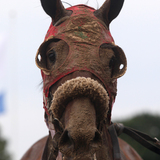 Entry image for Blinkers