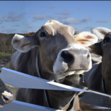 Entry image for Cows at the Fence
