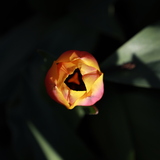 Entry image for Light in the dark