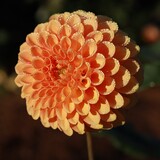 Entry image for Lady Dahlia 