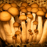 Entry image for Mushroom Forest