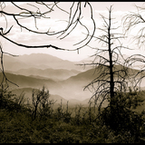 Entry image for Burnt Forest