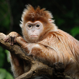 Entry image for Monkey