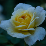 Entry image for Morning Magic