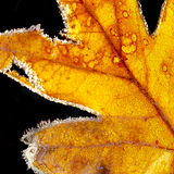 Entry image for Autumn Leaf