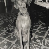 Entry image for Maggie in Analog