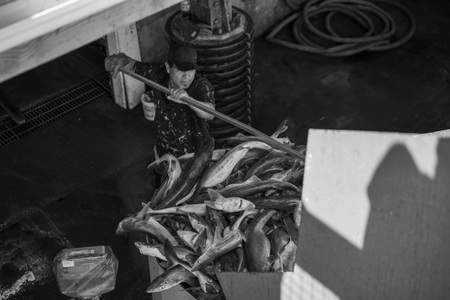 The immigrant and his fish