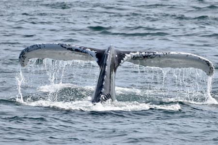 Whale Tail