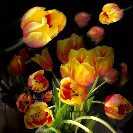 Tulip Explosion