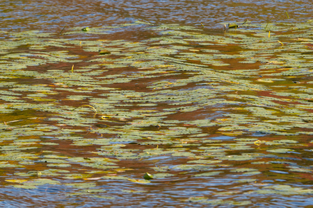 Lily Pads