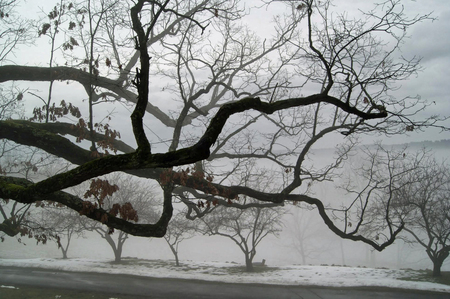 Entry image for Oak tree along the Hudson. Clicking this image will show a larger photo