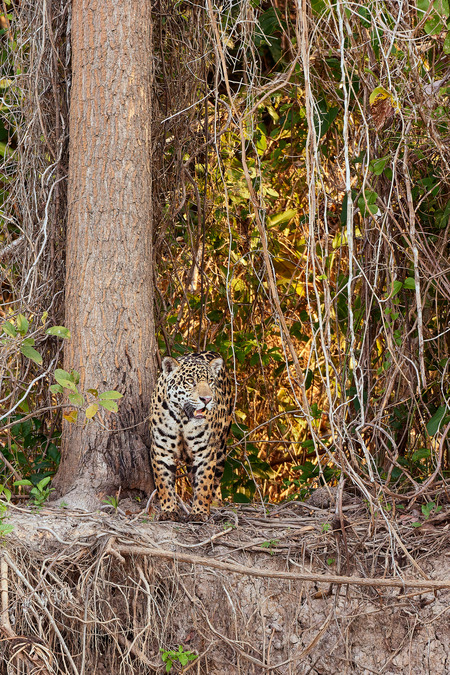 Entry image for Reconnaissance. Clicking this image will show a larger photo