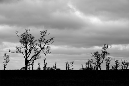 Entry image for Twilight In The Nantucket Serengeti. Clicking this image will show a larger photo