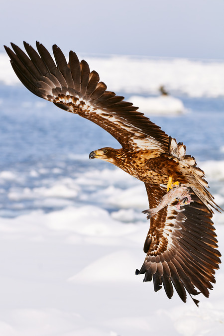 Entry image for Majestic. Clicking this image will show a larger photo