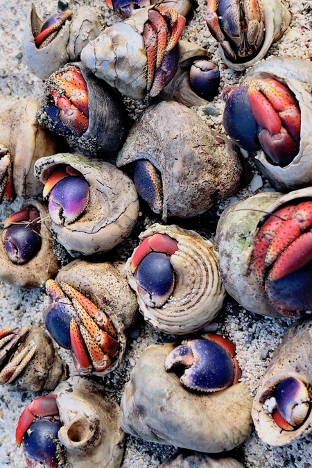 Entry image for The Crustacean’s Gathering. Clicking this image will show a larger photo