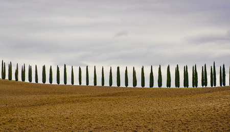 Entry image for In A Tuscany Line II. Clicking this image will show a larger photo