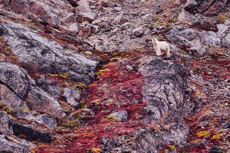 Entry image for King of the Hill. Clicking this image will show a larger photo