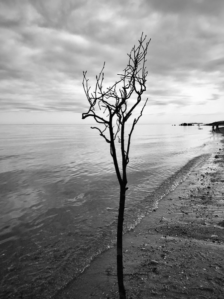 Entry image for Survivor. Clicking this image will show a larger photo