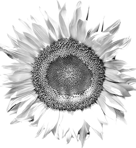 Entry image for EMERGENCE. Clicking this image will show a larger photo