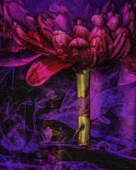 Entry image for The Alchemist's Garden. Clicking this image will show a larger photo