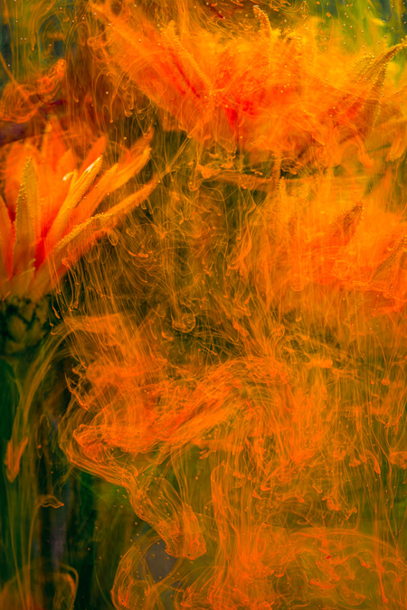 Entry image for Orange Reverie. Clicking this image will show a larger photo