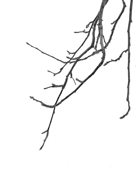 Entry image for Nakano Apple Tree. Clicking this image will show a larger photo