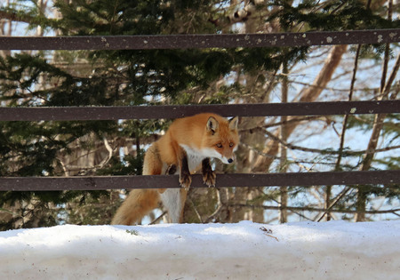 Entry image for Ezo Fox, Hokkaido, Japan. Clicking this image will show a larger photo