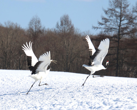 Entry image for Red-crowned Cranes, Duet. Clicking this image will show a larger photo