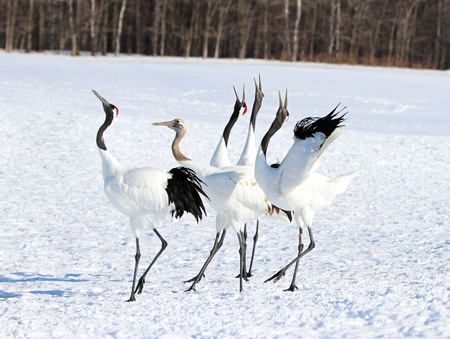 Entry image for Red-crowned Cranes, Quintet. Clicking this image will show a larger photo